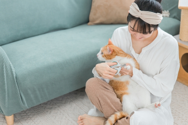 ソファの爪とぎ防止対策とは？猫と暮らす際のポイントを解説